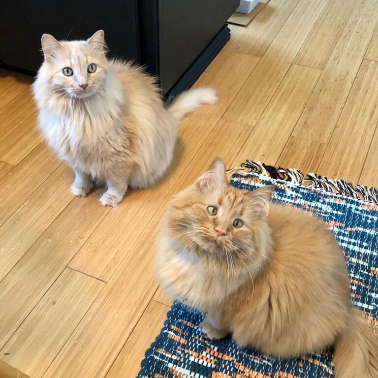 Staring at the fridge… . . . . .