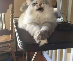 FunnyCatSite