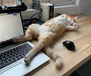 FunnyCatSite