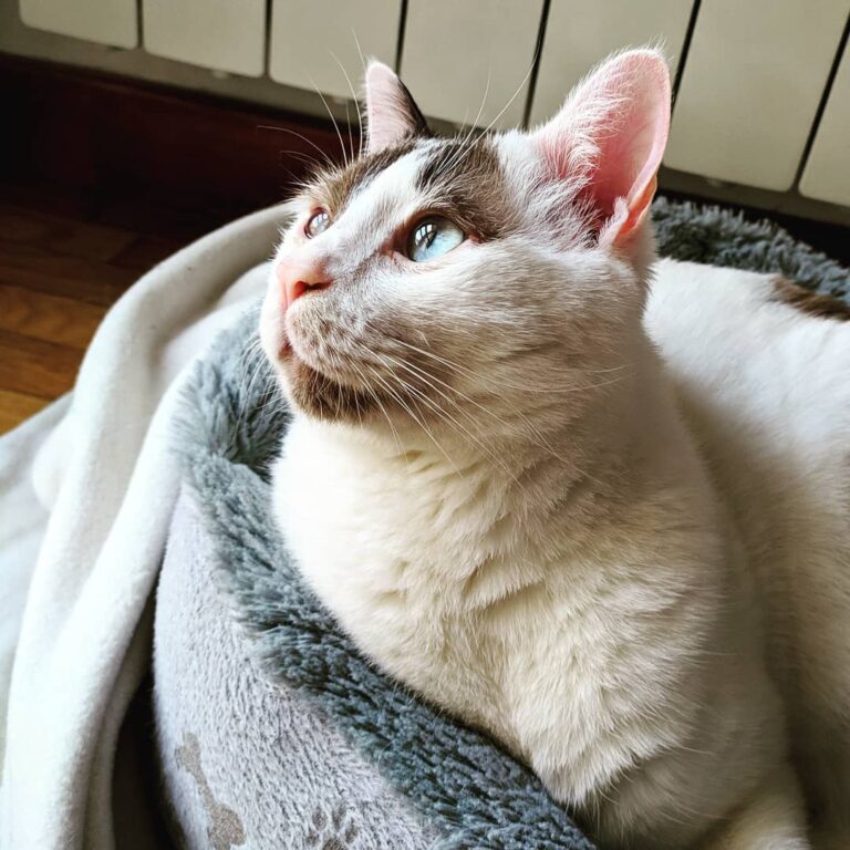 This is Ame (雨 ~ Japanese for “Rain”). 2 years old, sweet, playful,