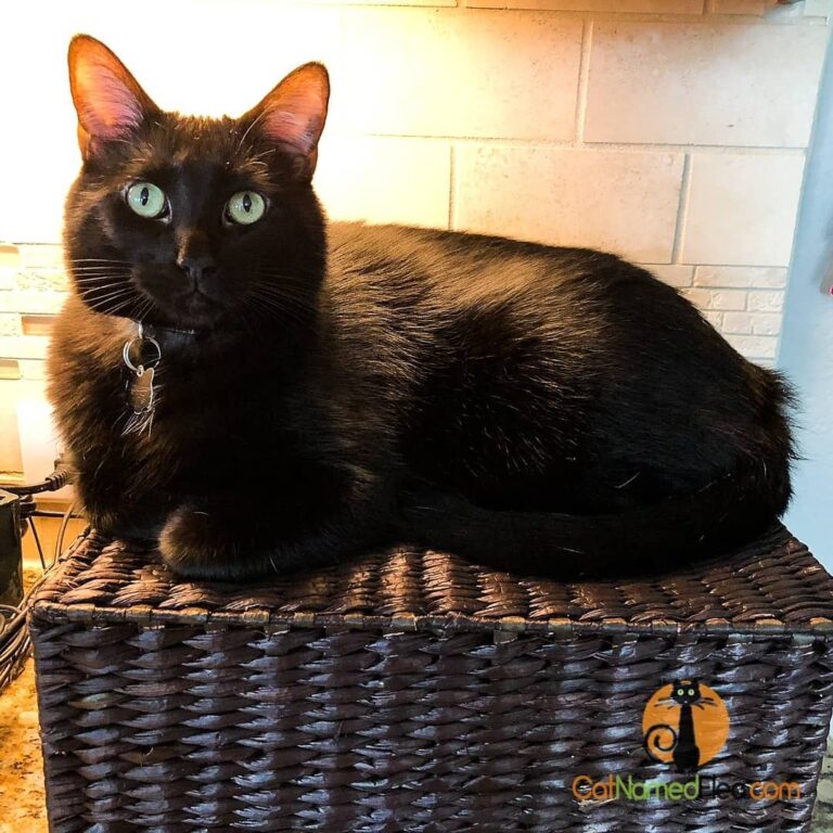 “This is the FLEA basket. I spend many hours here!” double tap to