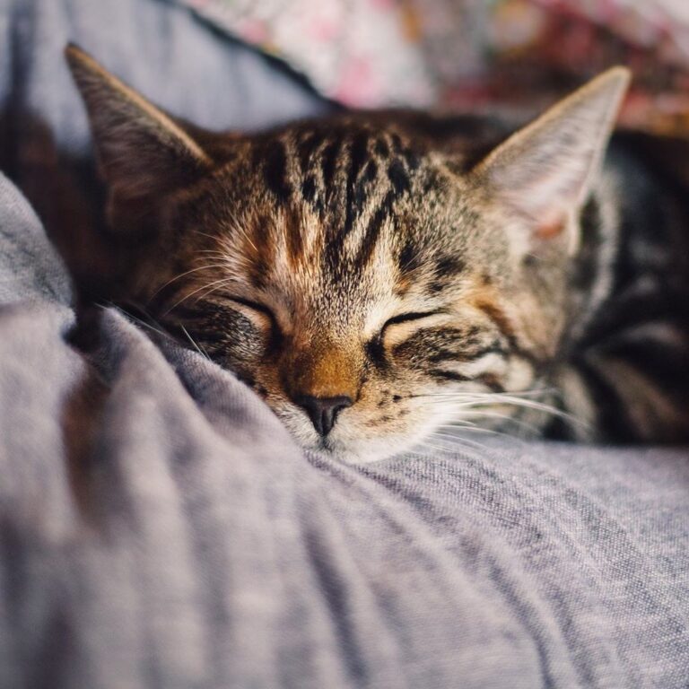 We can’t think of anything more satisfying than a lazy Caturday