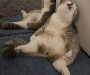 FunnyCatSite