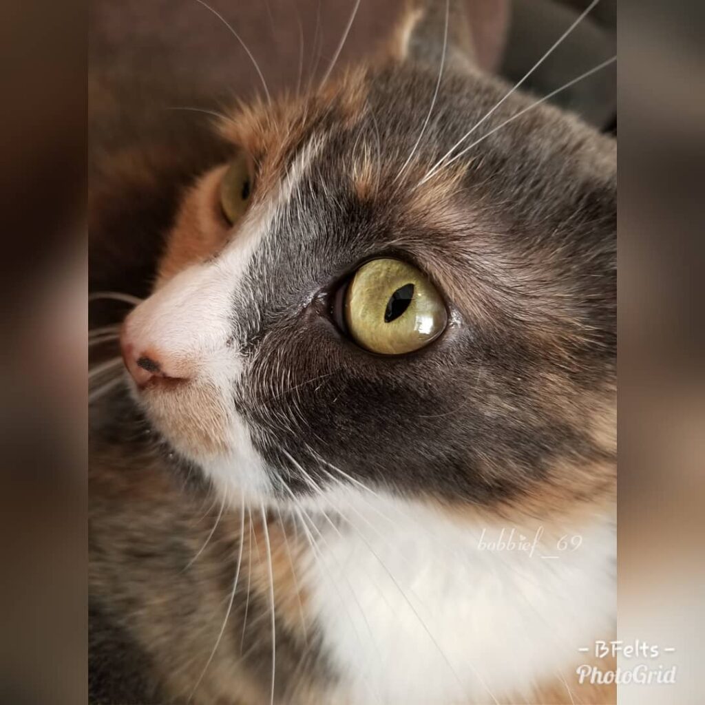 A quick photo shoot with this amazing, yet saucy little feline