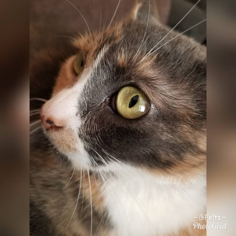 A quick photo shoot with this amazing, yet saucy little feline