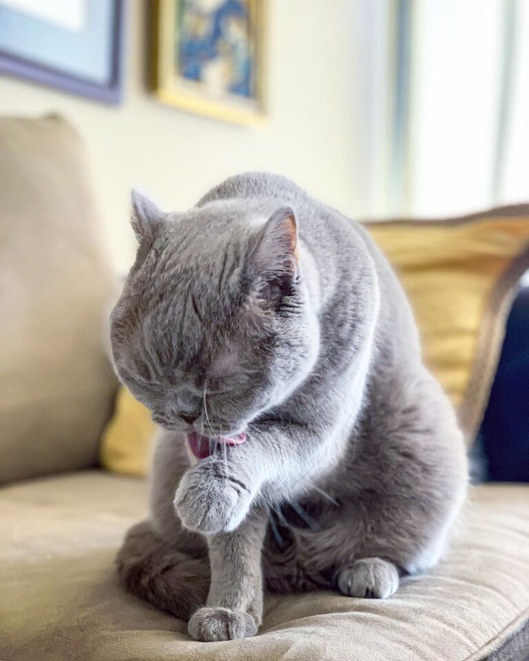 • • • • • • • • • • • • * * * * * #猫 ﬁg