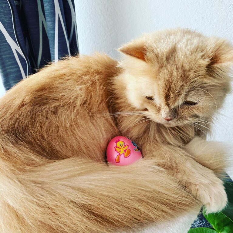 Cute Cat Moment