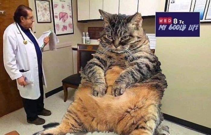 "With proper exercise and sticking to the diet, Fluffy could easily lose 30 poun