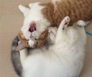 FunnyCatSite