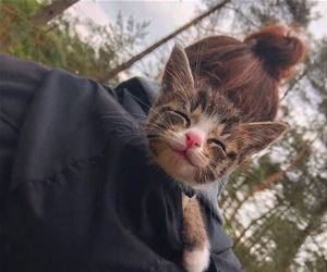 FunnyCatSite