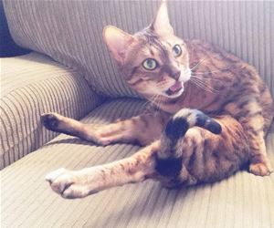 FunnyCatSite