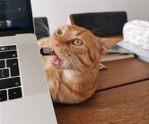 FunnyCatSite