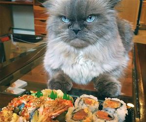 FunnyCatSite