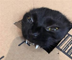 FunnyCatSite