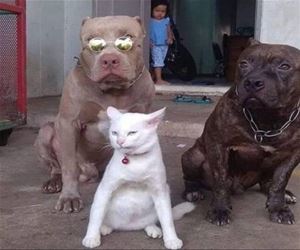 FunnyCatSite