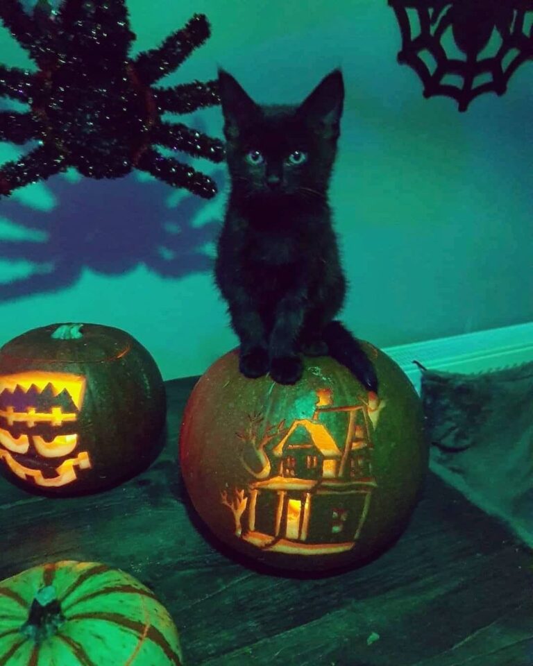 Show us your spoopy kitties