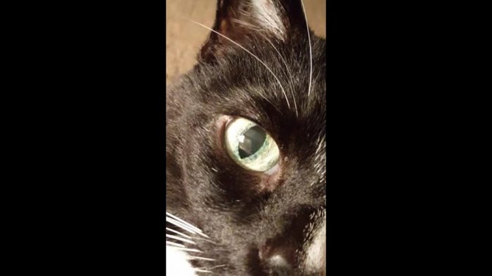 My beautiful cat Molly! She has the most unusual eyes I have ever seen on a cat!