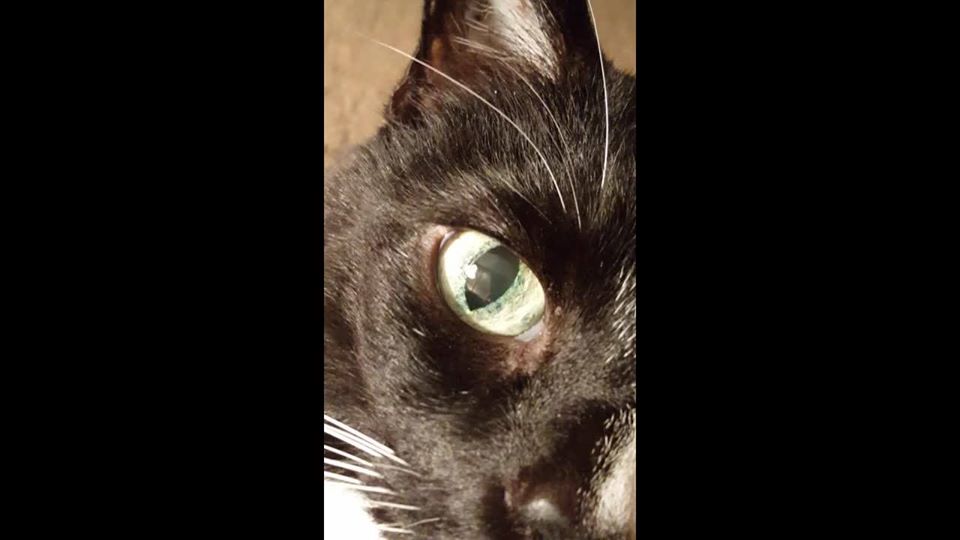 My beautiful cat Molly! She has the most unusual eyes I have ever seen on a cat!