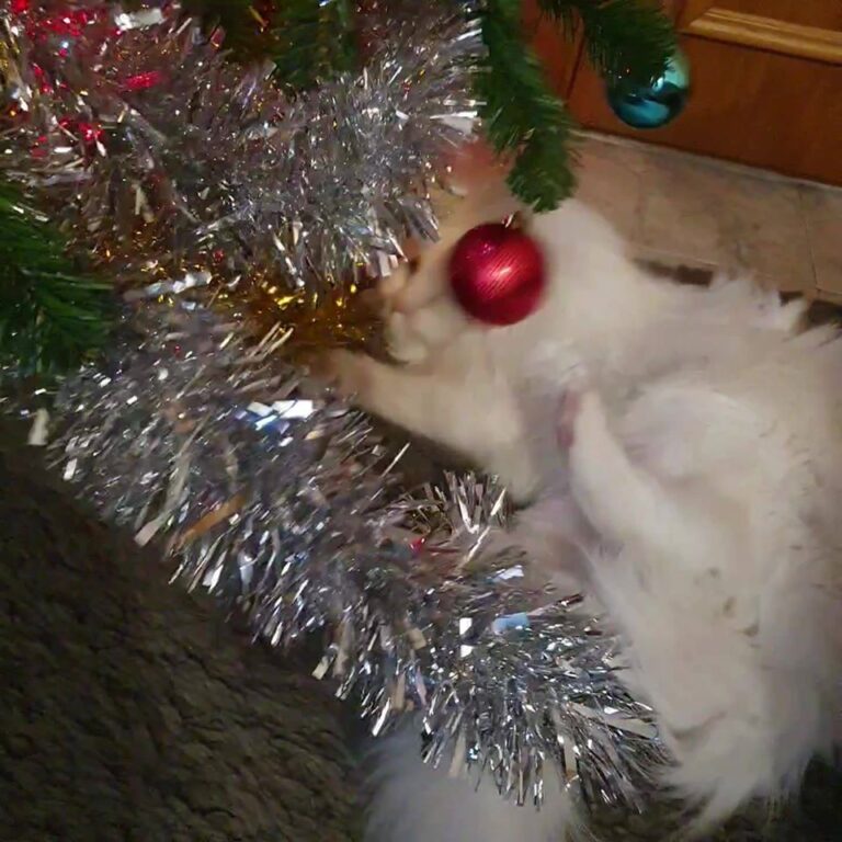 The naughty  and the good , cat version.
