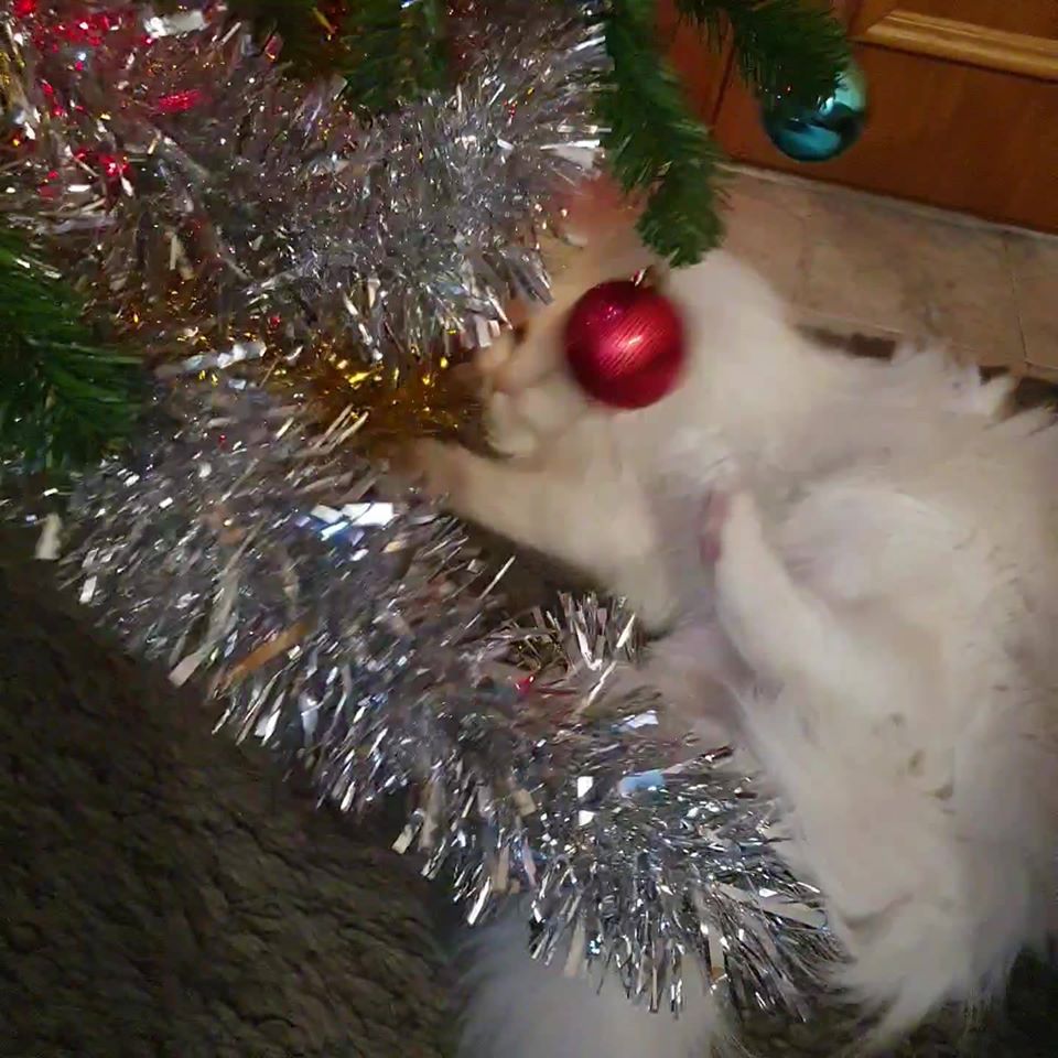 The naughty  and the good , cat version.
