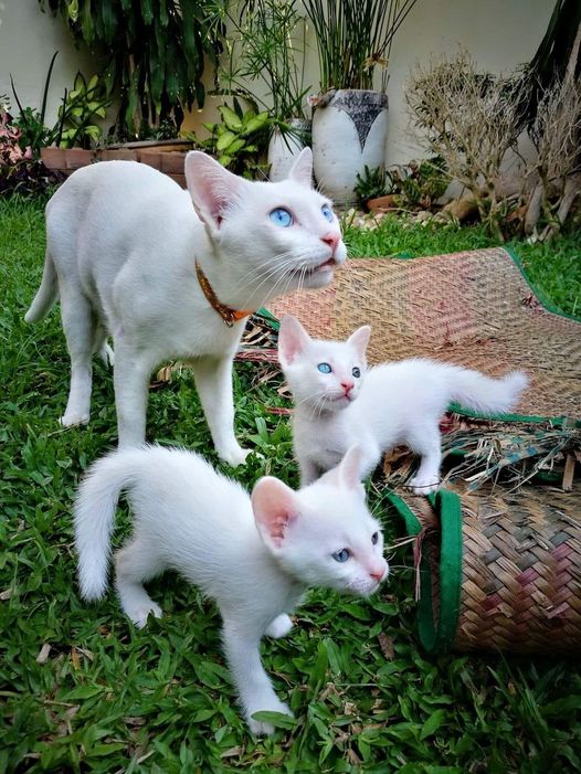 Lovely​ father​ and​ his​ two​ son.#lovelyfamily  khaomanee​ white​ cat​s​ famil
