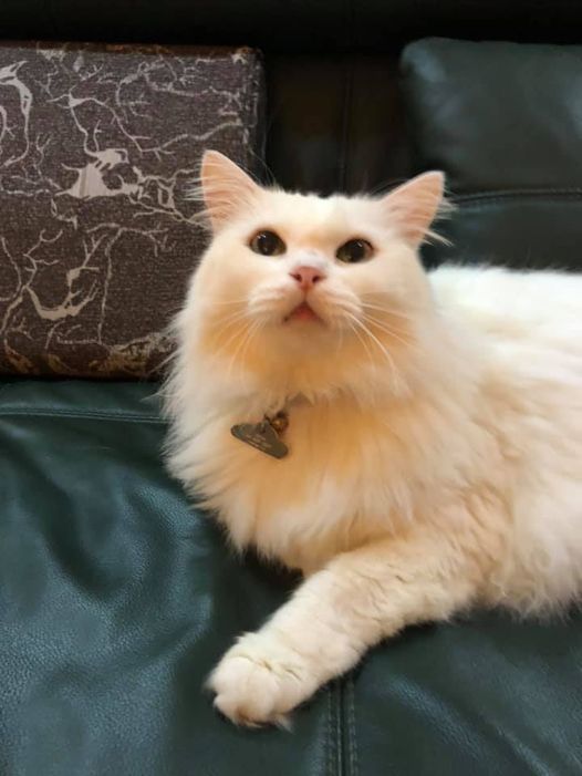 My lovely cat Puree sends her love to all of our on her 14th birthday. Please wi