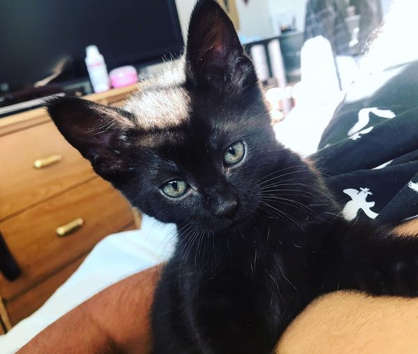 Hello to all the beautiful people. My name is NINJA. I’m very sneaky, fast, calm