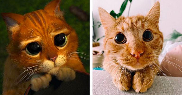 Cat Has A Special Trick To Get More Treats: He Does A Spot-On Puss In