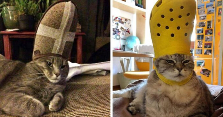 Putting A Shoe On Your Pet's Head Can Make It Look Like They Are Wearing A Crown And It Is Delightful