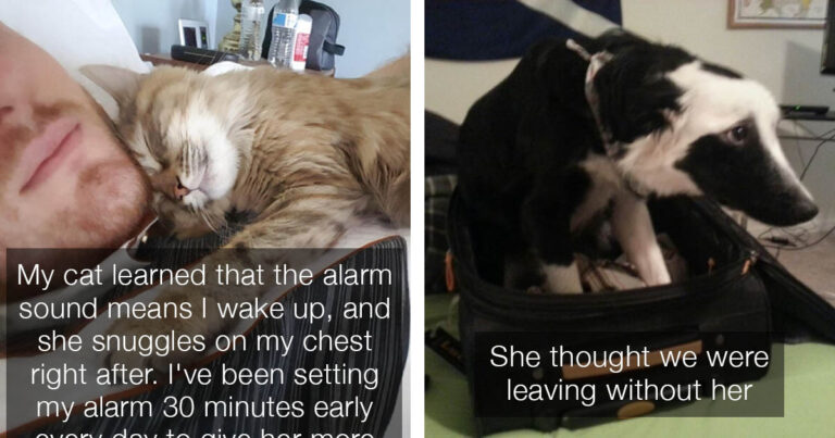 These Pets Are So Clingy They'll Do Everything In Their Power To Keep Their Humans From Leaving