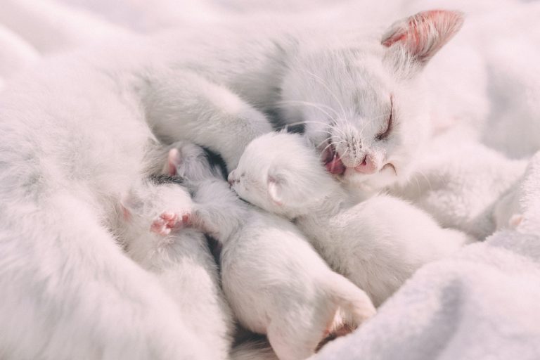 Mama cat and her baby marshmallows