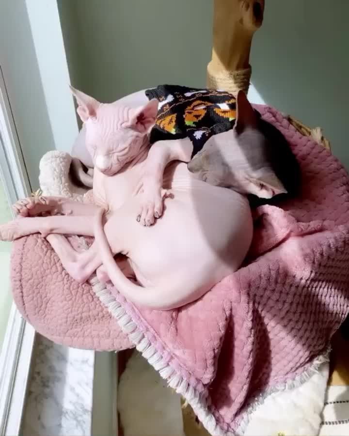 Ollie adores his Rosie