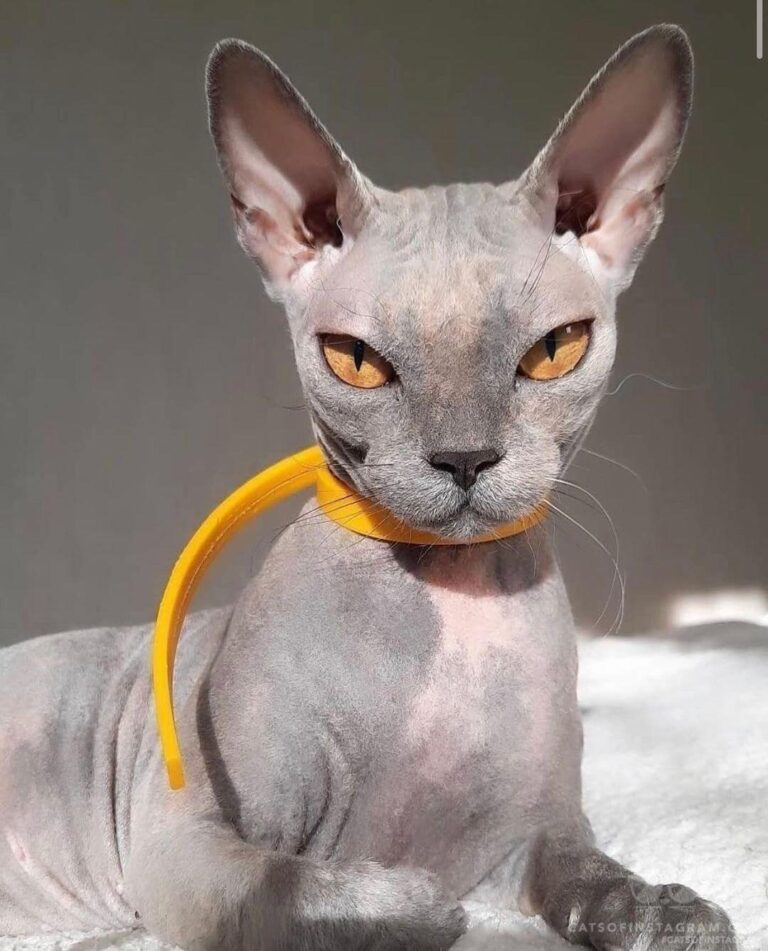 The most elegant cat in the world