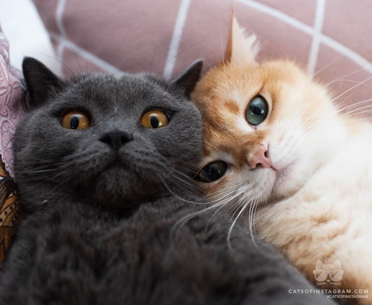 Selfie-time