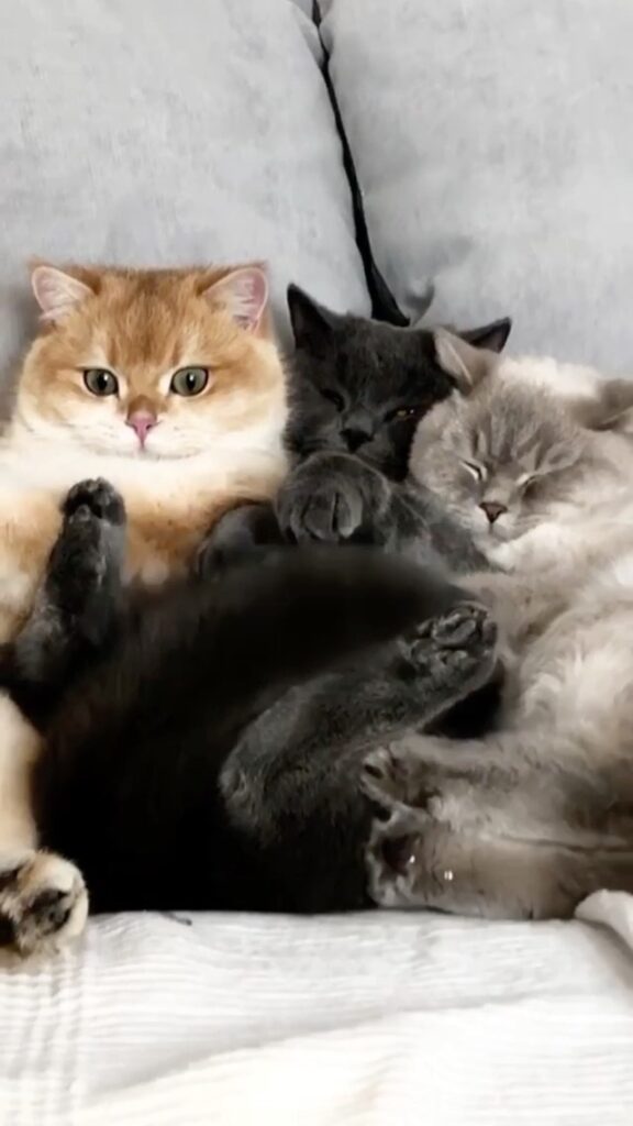 Watching Catflix