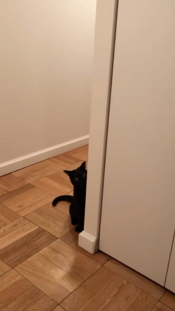 Fluffy ninja kick