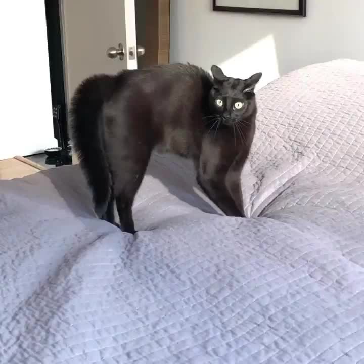 “*GASP* Human! You are not allowed to do that without my