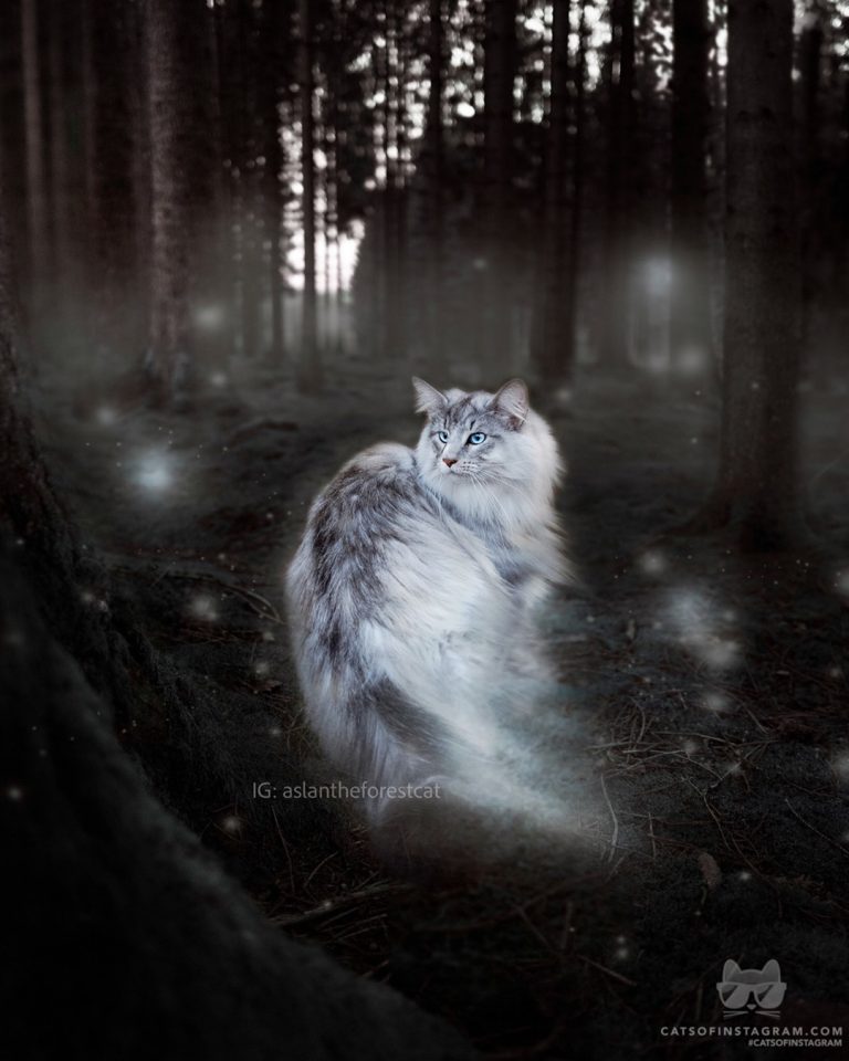 From @aslantheforestcat: “Expecto Patronum! ” #catsofinstagram...