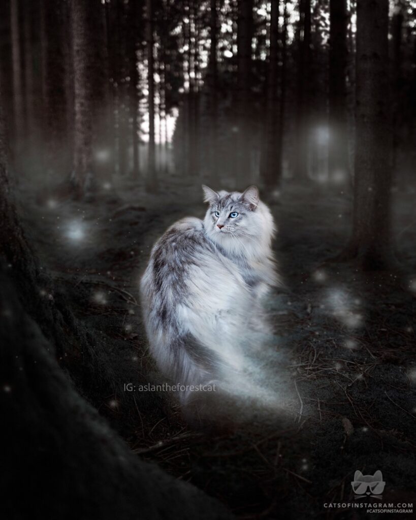 Expecto Patronum!