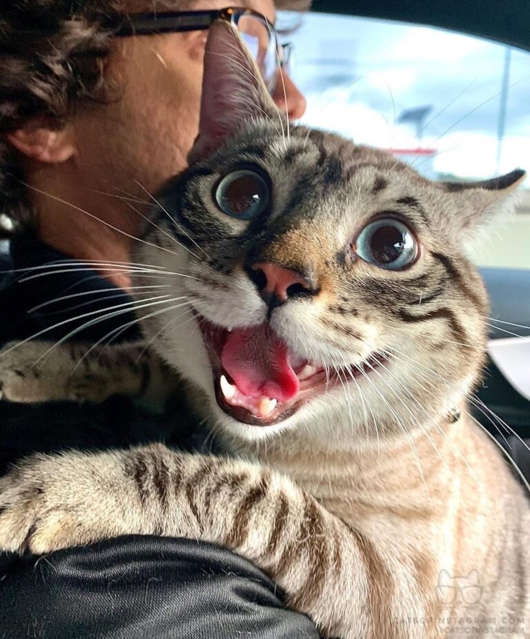 U takin’ me on catventure?