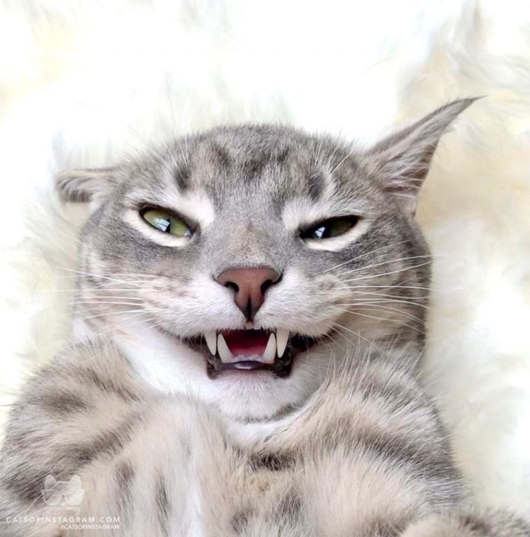 From @billyfoxcat: “Have you missed my goofy face? ” #catsofinstagram...
