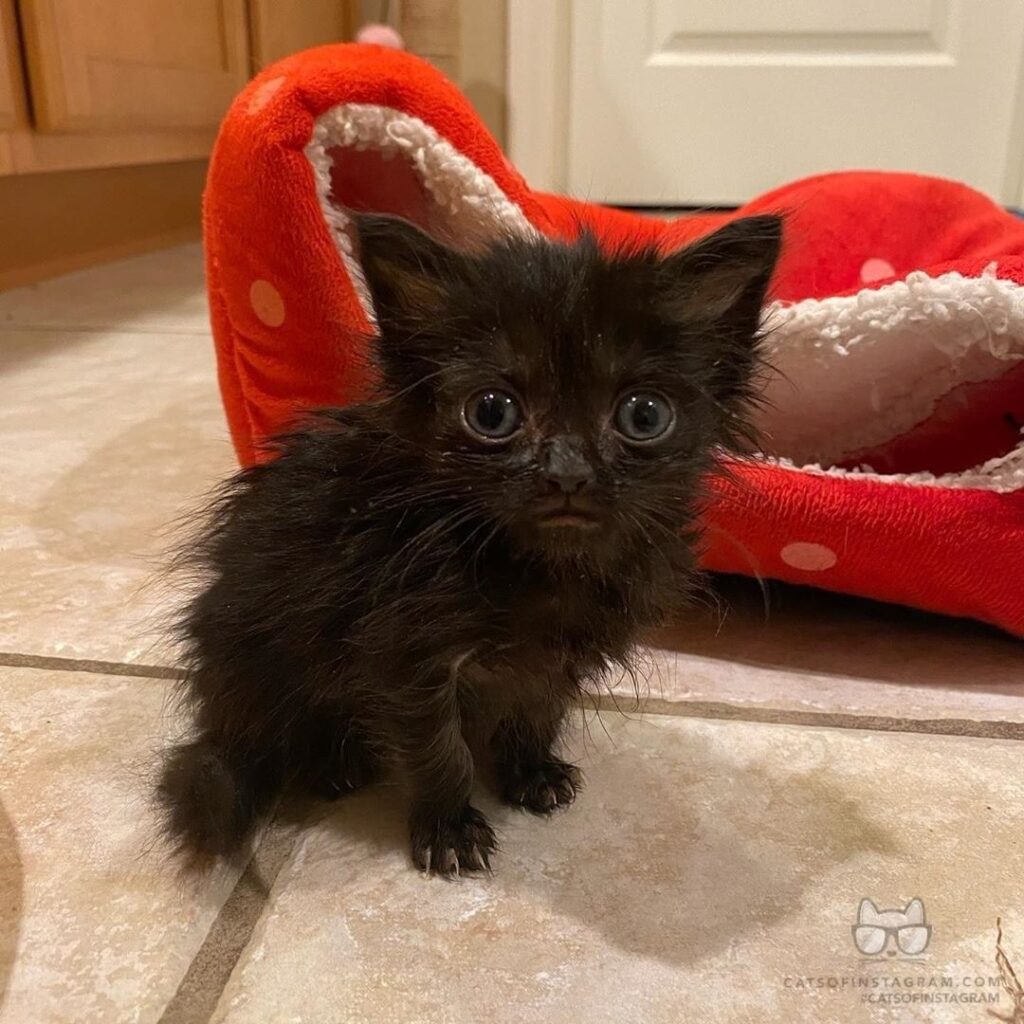 “My little mini void girl, Indigo, is such an adorably