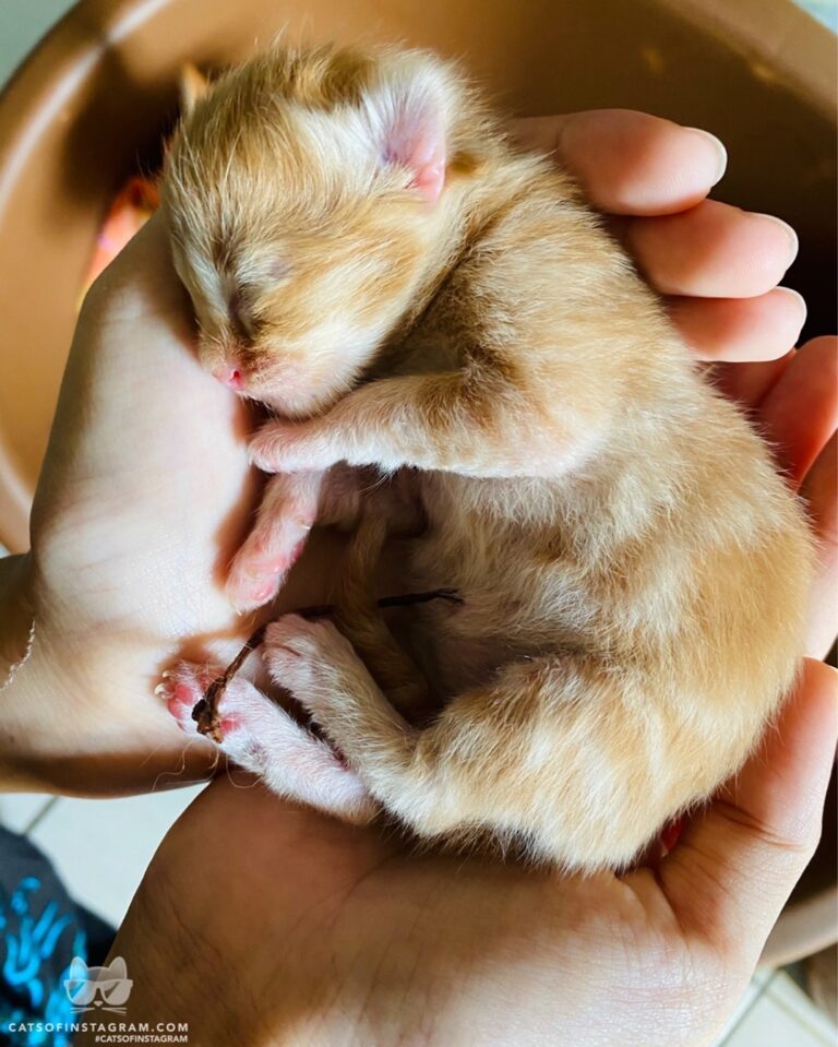 Welcome to the world little kitty