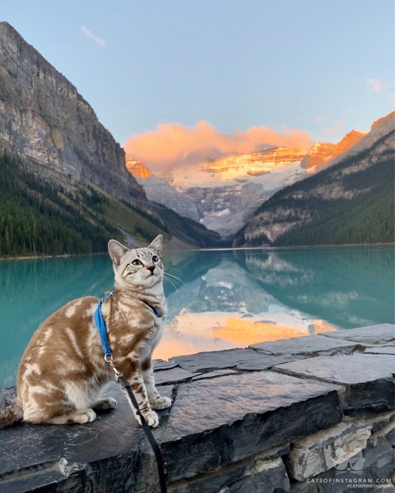 Sun-kissed Meowtains