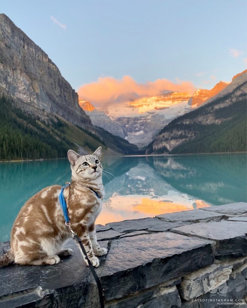 Sun-kissed Meowtains