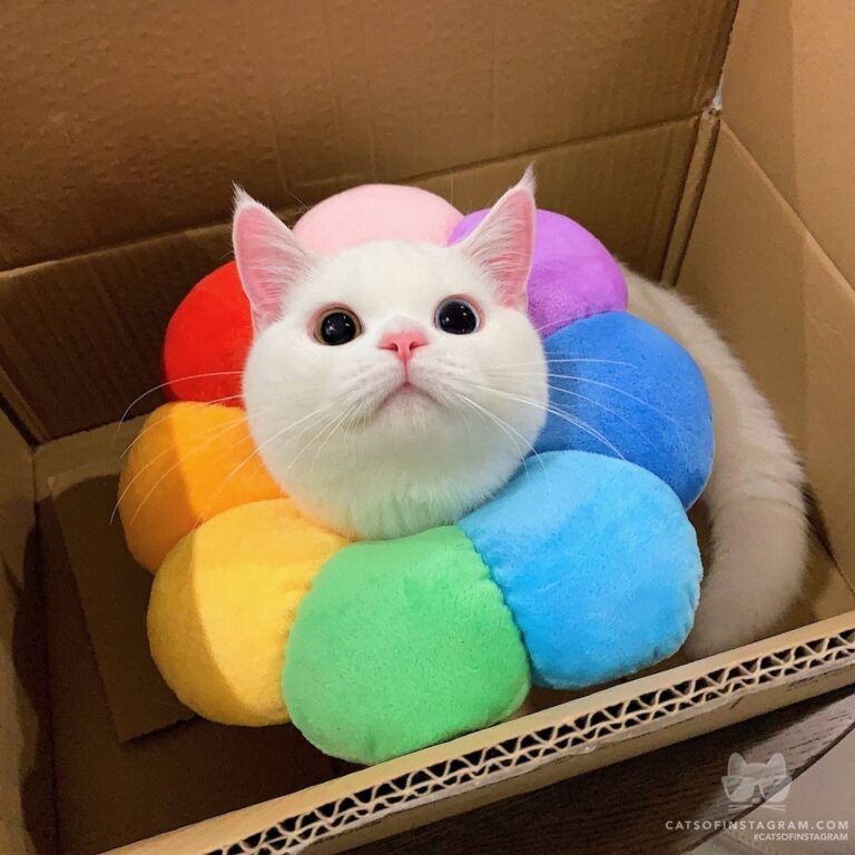 “I packed myself as a gift for you And please accept my best