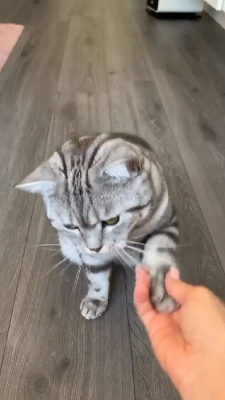 Good boy