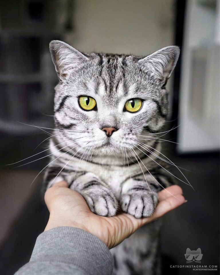 “Stop scrolling – I’m here to tell you that you YOU’RE PAWSOM