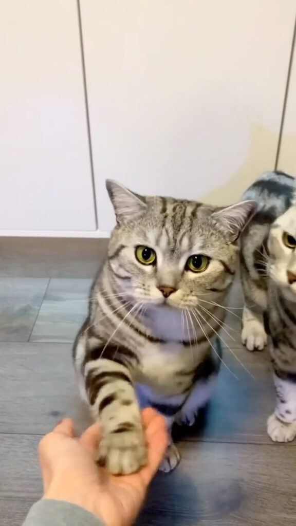 Catnip love