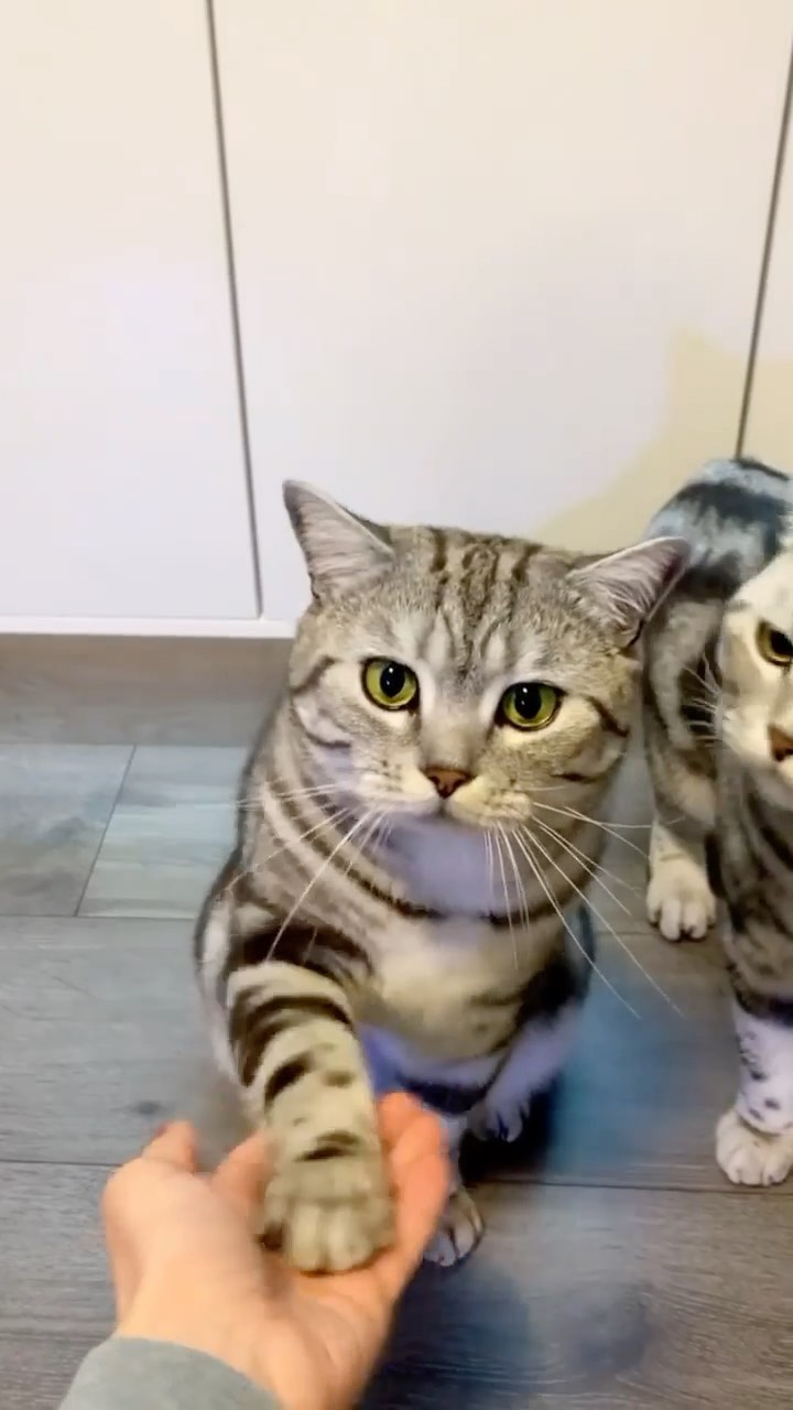 Catnip love